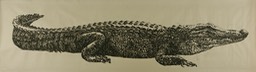 Ernie - Everglades Alligator, 2018, relief print on rice paper, 36 x 132 inches
