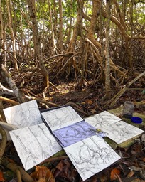 MangroveSketches