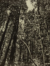 Muir Woods 2, 2017, relief print on rice paper, 36 x 50 inches